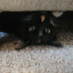 Meet your Posher, Xoxodalena